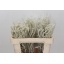 product/img.floraplaza.nl/LAMAYD5-LIVE_fotos-0xBDD5D30C216BCE2F330456757D4CE94FA7801E95.jpg