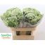product/img.floraplaza.nl/LAMICAS7-LIVE_fotos-0x0B122531DD18CDF4D94D0F75FEAC04F0109638D6.jpg