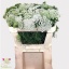 product/img.floraplaza.nl/LAMICAS7-LIVE_fotos-0x2B265FAF15D404DAEB547A061968E24E69F277B9.jpg