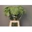 product/img.floraplaza.nl/LAMICAS7-LIVE_fotos-0xBCD035CD44F405A17FC694D6F58EDE4C42FEF42C.jpg