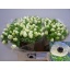 product/img.floraplaza.nl/LANEMARP-LIVE_fotos-0xEE008CEDF6FCE046BB9C7478E9EAC17B52F50DCC.jpg
