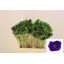 product/img.floraplaza.nl/LANEMISB-LIVE_fotos-0xE202126D62A33FE424AB5FE82A77F8D8BFFD45CF.jpg
