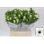 product/img.floraplaza.nl/LANEMISW-LIVE_fotos-0xF9F89B6C97B68D46E577BA1A6B6DC3DAD48D6B55.jpg