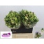product/img.floraplaza.nl/LANEPAS-LIVE_fotos-0x767394756C1B3882C39B69B75BAEF97239113AEE.jpg
