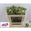 product/img.floraplaza.nl/LANEPAS-LIVE_fotos-0xF80DB28FF1DDFA327EE740EF57410C2E3ED8D828.jpg
