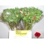 product/img.floraplaza.nl/LANEPU-LIVE_fotos-0x351F62BCB792E8B04D5E46150F51B952FE3E18DB.jpg