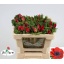 product/img.floraplaza.nl/LANEPU-LIVE_fotos-0xF79250FDB63C47024CAAB74B759516863FB8046E.jpg