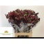 product/img.floraplaza.nl/LANI6EARS-LIVE_fotos-0x2B942CD8D5A6CB76BA4D77BBB0838974CB234A4D.jpg