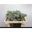 product/img.floraplaza.nl/LANIBUSD5-LIVE_fotos-0x7FB38A9005E4BDEA53E1AAA5A5CCA3C26CBDAA32.jpg