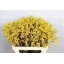 product/img.floraplaza.nl/LANIBUSD8-ASSORTI_fotos-OZI-OZ Import - Anigozanthos Bush Down.jpg
