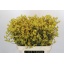 product/img.floraplaza.nl/LANIBUSD8-LIVE_fotos-0x020D18B98A31111F8A28E8F4C6E508CCE32D89D1.jpg