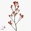 product/img.floraplaza.nl/LANIGOLF7-ART_Fotos-VBN-vbn112336.jpg