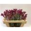 product/img.floraplaza.nl/LANIMIP5-LIVE_fotos-0x0CABE8B5D5509C78BCAC91C7C06277060A583D04.jpg