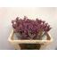 product/img.floraplaza.nl/LANIMIP5-LIVE_fotos-0x1D60FABBFB230B227C29D06D13377CCD5F813062.jpg