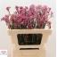 product/img.floraplaza.nl/LANIMIP5-LIVE_fotos-0x7284BB38CC420CC1BE2C973826AF30F376812AB6.jpg