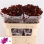 product/img.floraplaza.nl/LANIRED7-LIVE_fotos-0xB7A81D4D45C02920A15C86A2D3B6D9A353C06644.jpg