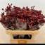product/img.floraplaza.nl/LANIRED7-LIVE_fotos-0xE3EC80D6967B1020B91C683DDB27B6418B80019A.jpg