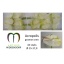 product/img.floraplaza.nl/LANTACR-LIVE_fotos-0x4D0B000EF30A27A8CBBC62A4379AB5A1E79082A9.jpg
