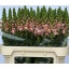 product/img.floraplaza.nl/LANTANTPIN75-LIVE_fotos-0x6F38B1D6A341602CF11457CE16EB115FD5893AE3.jpg