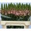 product/img.floraplaza.nl/LANTANTPIN75-LIVE_fotos-0x87F5BD94651A8F14CFBF8276862304E018120F5B.jpg