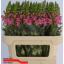 product/img.floraplaza.nl/LANTANTPIN75-LIVE_fotos-0x9287031D7B34DC37C794D2B4BDF676EC414650DD.jpg