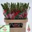 product/img.floraplaza.nl/LANTAVIP75-LIVE_fotos-0x698B50910581DCD58892B52DA685C178BE3D51F3.jpg
