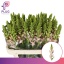 product/img.floraplaza.nl/LANTAVIP75-LIVE_fotos-0xA119C7FB2357FEF76E281514C138581D1AEE298D.jpg