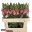 product/img.floraplaza.nl/LANTAVIP75-LIVE_fotos-0xA2430DDA7F5A5B7B8FC3CAD01B824E70357D9534.jpg