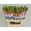 product/img.floraplaza.nl/LANTAVIP75-LIVE_fotos-0xA3B37FEDE75D02D36C66759D90E9D9D626B14116.jpg