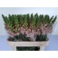 product/img.floraplaza.nl/LANTAVIP75-LIVE_fotos-0xE25B03BF85DB399926A6D49A6A13BA1BEA8BD6FE.jpg