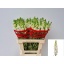 product/img.floraplaza.nl/LANTAVIW65-LIVE_fotos-0xC429229B30E672ED2201F4E7A2A023DFD30CA225.jpg