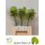 product/img.floraplaza.nl/LANTGRAS-LIVE_fotos-0xE1C98D85AD17FD84B046E1EE2DE9180B1C539817.jpg