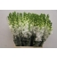 product/img.floraplaza.nl/LANTIRSCURO-ASSORTI_fotos-MVA-Lecce - Anthirrhinum white 70cm.JPG