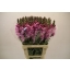 product/img.floraplaza.nl/LANTIRSCURO-ASSORTI_fotos-MVA-Lecce - Antirrhinum lavendel 70cm.jpg