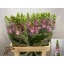product/img.floraplaza.nl/LANTMARL8-LIVE_fotos-0x1BD48FCB57F1F0A1D573D250AB0465F88A9AB63A.jpg