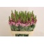 product/img.floraplaza.nl/LANTMARL8-LIVE_fotos-0x4D6CB330CA13E1690F00F7CBAC2E59508575B44B.jpg