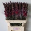 product/img.floraplaza.nl/LANTMARR8-LIVE_fotos-0xFA2105C44CF2C8FD83E28E6FCF5BA13D24811FE0.jpg