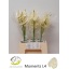 product/img.floraplaza.nl/LANTMOM-LIVE_fotos-0x092D066AA88DB1636E04AFEEA875723A2117D05E.jpg