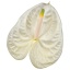 product/img.floraplaza.nl/LANTMOM-LIVE_fotos-0x7ABEC41DB360C0F4A50D8329E50C5CF48C58EDC0.jpg
