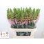 product/img.floraplaza.nl/LANTOPP75-LIVE_fotos-0xED37653C1B1026AB9D55EA0C06AD1523B0C62F39.jpg