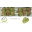 product/img.floraplaza.nl/LANTPI-LIVE_fotos-0x3AA14FC447F6850E302A0A6F666DA27EAE3E278C.jpg