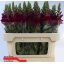 product/img.floraplaza.nl/LANTPOTC75-LIVE_fotos-0x08D05ABBB88677217F694FE3E35D9C02E55FB041.jpg
