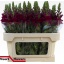 product/img.floraplaza.nl/LANTPOTC75-LIVE_fotos-0x560D0D294107E940547AC53FF96B45C5682CF50E.jpg