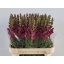 product/img.floraplaza.nl/LANTPOTC75-LIVE_fotos-0x96E0EB04EA3367886C05F2331AC311CD8DFD9D26.jpg