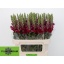 product/img.floraplaza.nl/LANTPOTC8-LIVE_fotos-0x0BA2043EABA9441E0FFDE39964D0C4C1A4A5BCE7.jpg