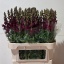 product/img.floraplaza.nl/LANTPOTC8-LIVE_fotos-0x4B2D7FF39FB37481DC82EF04F99B1FD4C74D092D.jpg