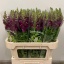 product/img.floraplaza.nl/LANTPOTC8-LIVE_fotos-0xA3CFAE846FC6FF88E664A408F451B8E28FB49BCB.jpg
