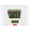 product/img.floraplaza.nl/LANTPOTC8-LIVE_fotos-0xFC15EFE4BF10C2FD48EA305A34340ADF808CDBED.jpg