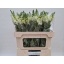 product/img.floraplaza.nl/LANTPOTIW75-LIVE_fotos-0x89ABB031F9CAFD1B9B8861C5DED7C3BC9293E1C5.jpg