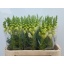 product/img.floraplaza.nl/LANTPOTIW75-LIVE_fotos-0xA8E43DA44235FDFA046FD76E07EEC8F65F6FD0AE.jpg